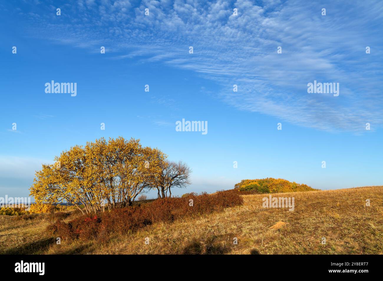 La prairie et forêt de bouleaux, Mongolie intérieure, Chine. Banque D'Images