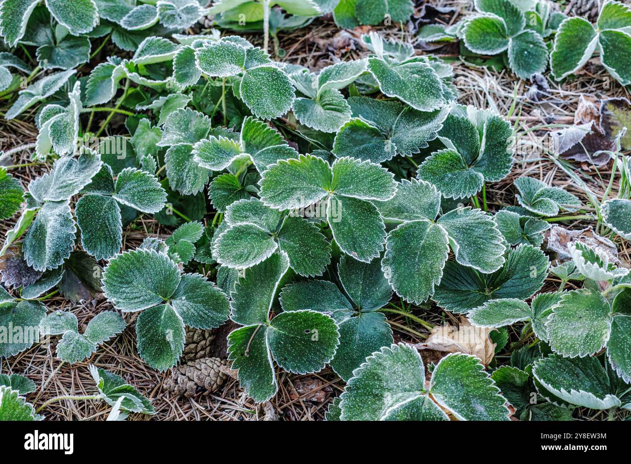 Arbustes de fraises sur les lits de jardin dans un matin glacial. Les feuilles sont couvertes de givre. Les premières gelées. Banque D'Images