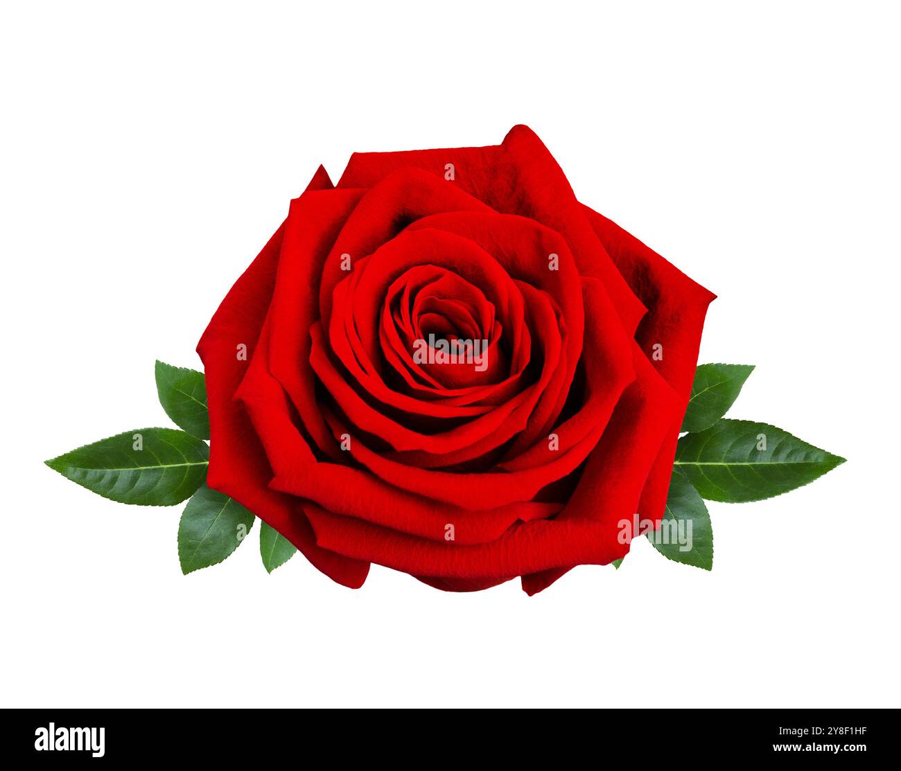 Belle fleur de rose rouge avec des feuilles vertes isolées sur un fond blanc. Retouche détaillée. Banque D'Images