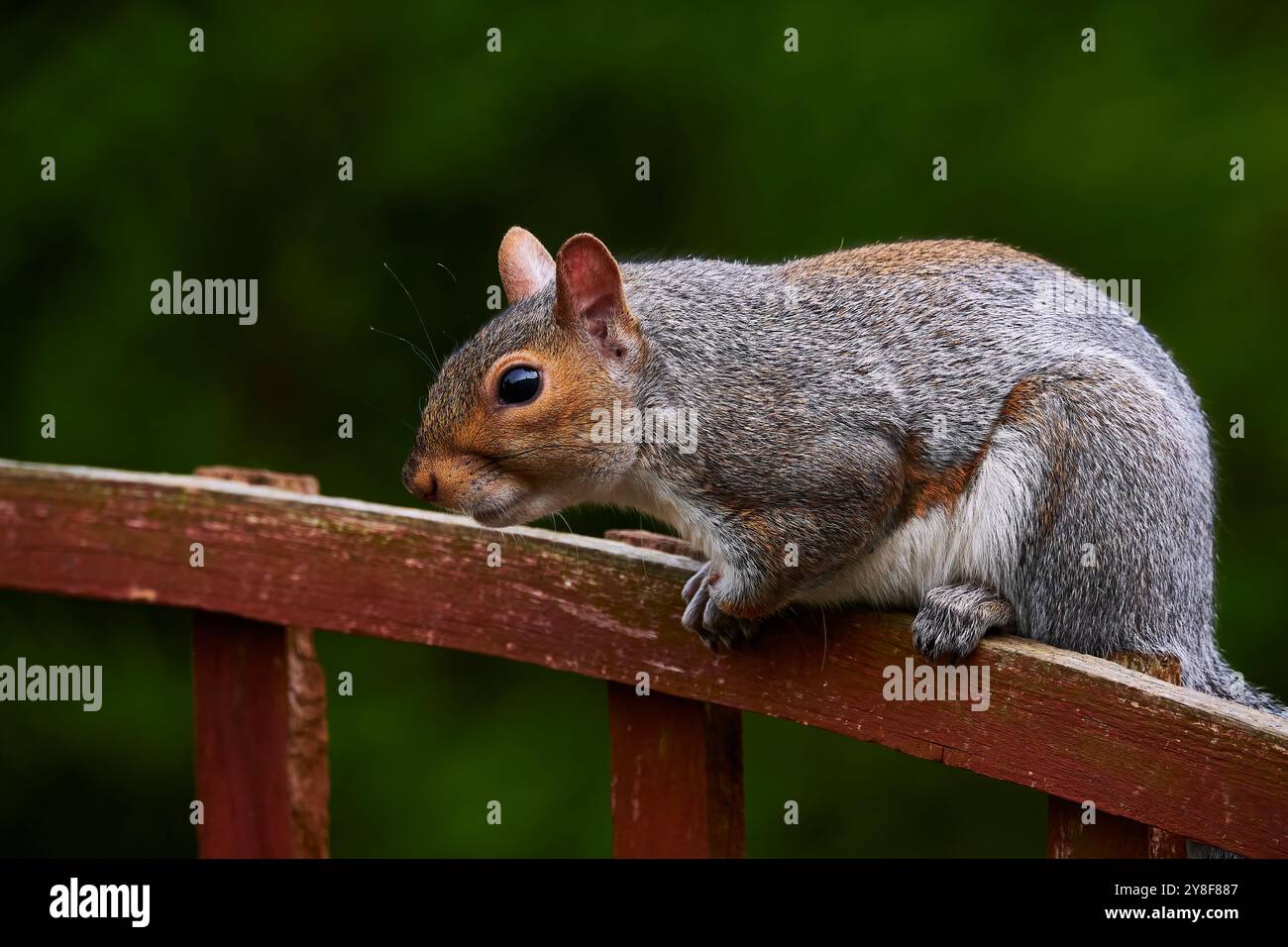 Sur une clôture d'écureuil Banque D'Images