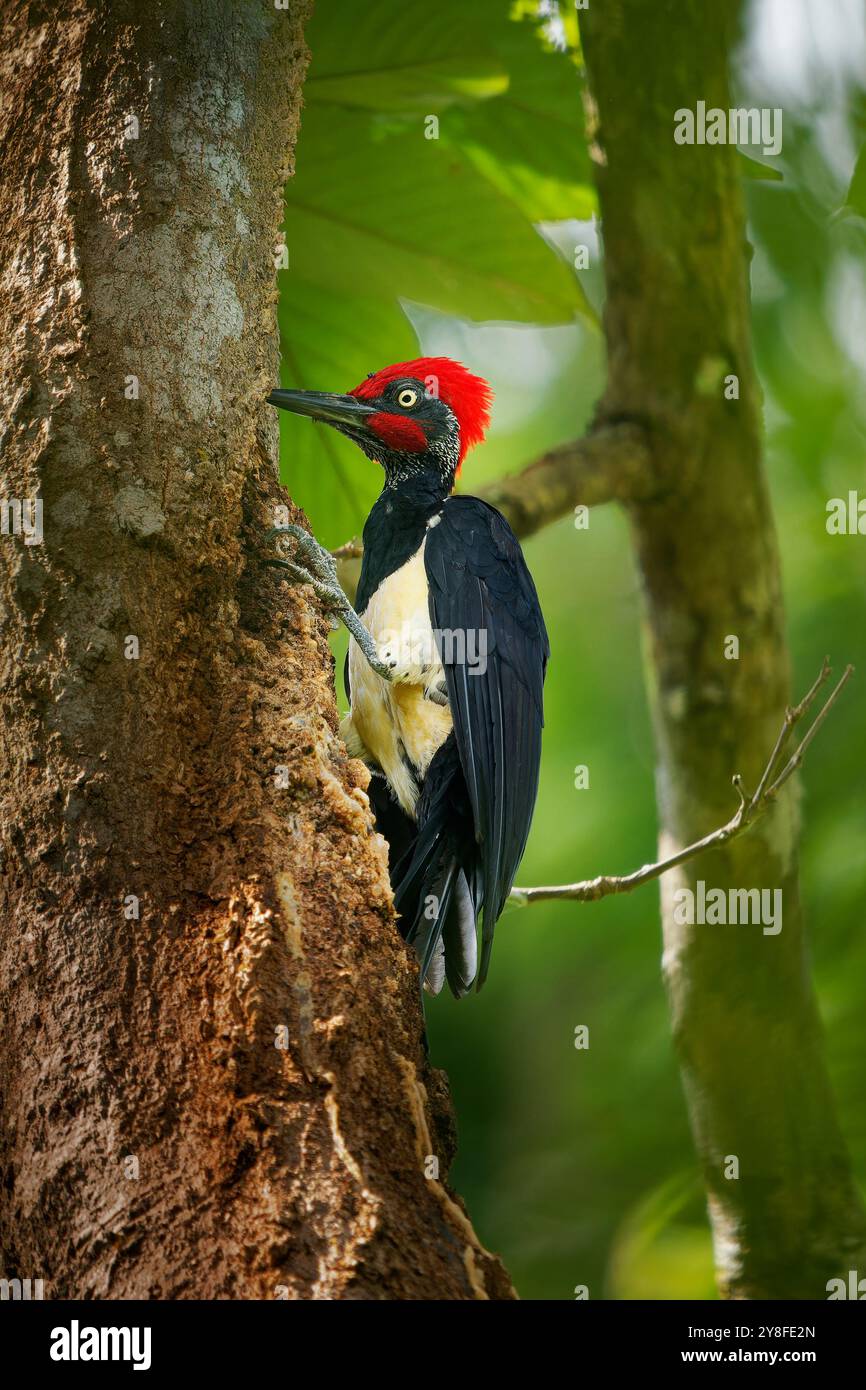 Pic à ventre blanc ou grand pic noir - Dryocopus javensis est un oiseau des forêts à feuilles persistantes d'Asie tropicale. Oiseau noir avec tête rouge et Banque D'Images