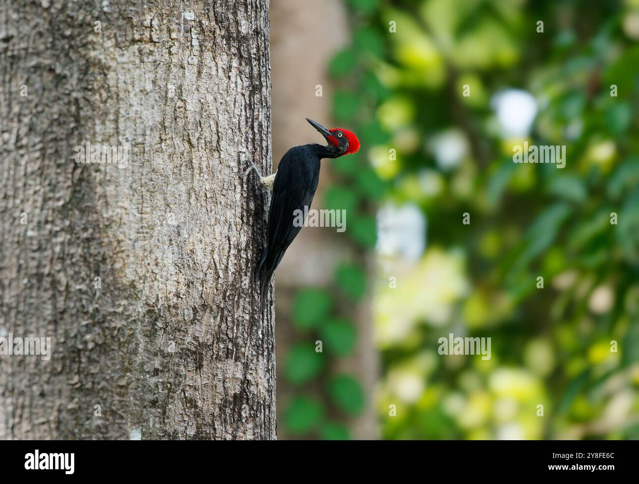 Pic à ventre blanc ou grand pic noir - Dryocopus javensis est un oiseau des forêts à feuilles persistantes d'Asie tropicale. Oiseau noir avec tête rouge et Banque D'Images