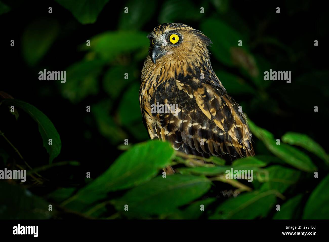Buffy Fish Owl - Ketupa ketupu ou hibou malais, oiseau chez Strigidae, trouvé en Inde et dans le sud de la Birmanie, au Cambodge, au Laos et au Vietnam, en Thaïlande et en Malaisie Banque D'Images