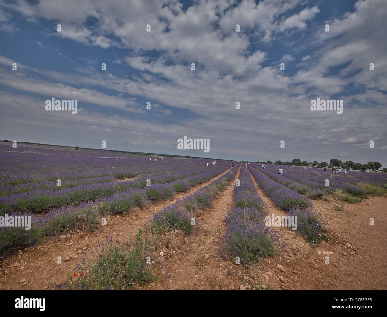 Les champs de lavande à Brihuega, dans la province de Guadalajara, à seulement 100 kilomètres au nord de Madrid (ESPAGNE). Banque D'Images