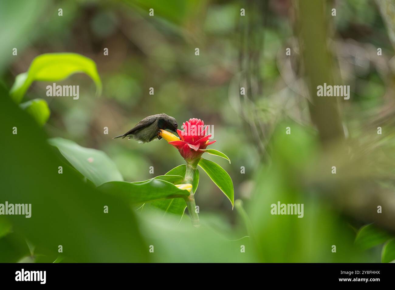 Unique Seychelles sunbird, Colibir sur cire rouge indonésienne fleur de gingembre (Tapeinochilos anassae) dans le jardin exotique de fleurs, Mahé, Seychelles Banque D'Images