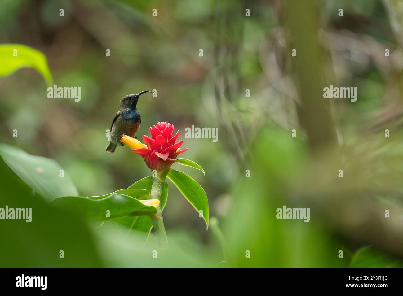 Unique Seychelles sunbird, Colibir sur cire rouge indonésienne fleur de gingembre (Tapeinochilos anassae) dans le jardin exotique de fleurs, Mahé, Seychelles Banque D'Images