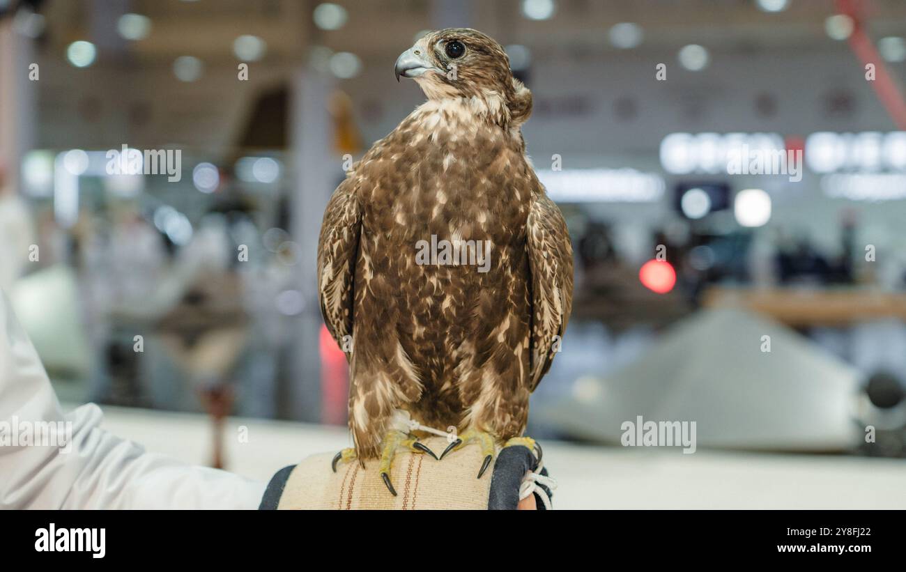 Un faucon majestueux capturé dans une pose saisissante, mettant en valeur ses yeux pointus et focalisés, la fauconnerie est la chasse des animaux sauvages dans leur état naturel et Banque D'Images