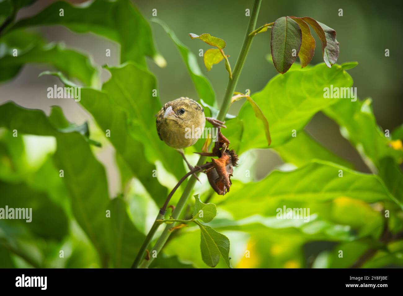 Femelle madagascar Fody sur timbre rose rouge, Seychelles Banque D'Images