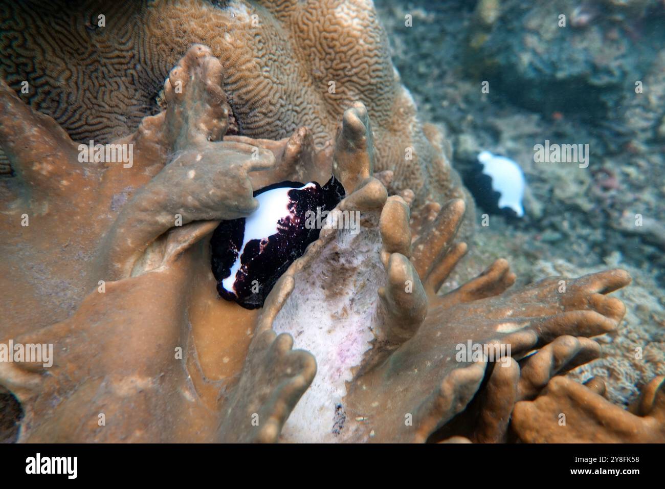 Indonésie Bangka - vie marine oeuf commun cowrie - escargot de mer - ovule vula Banque D'Images