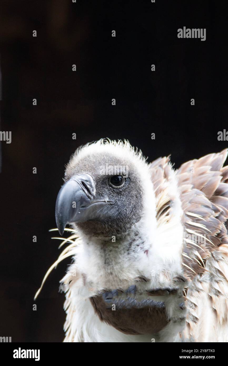 Portrait d'oiseau Griffon Vautour gros plan, vue de face Banque D'Images