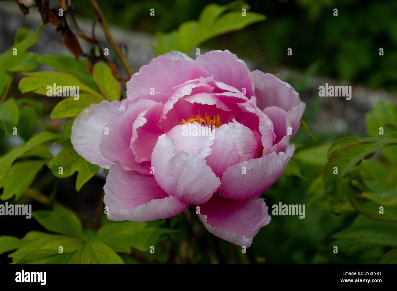 Gros plan d'une fleur de pivoine rose Banque D'Images