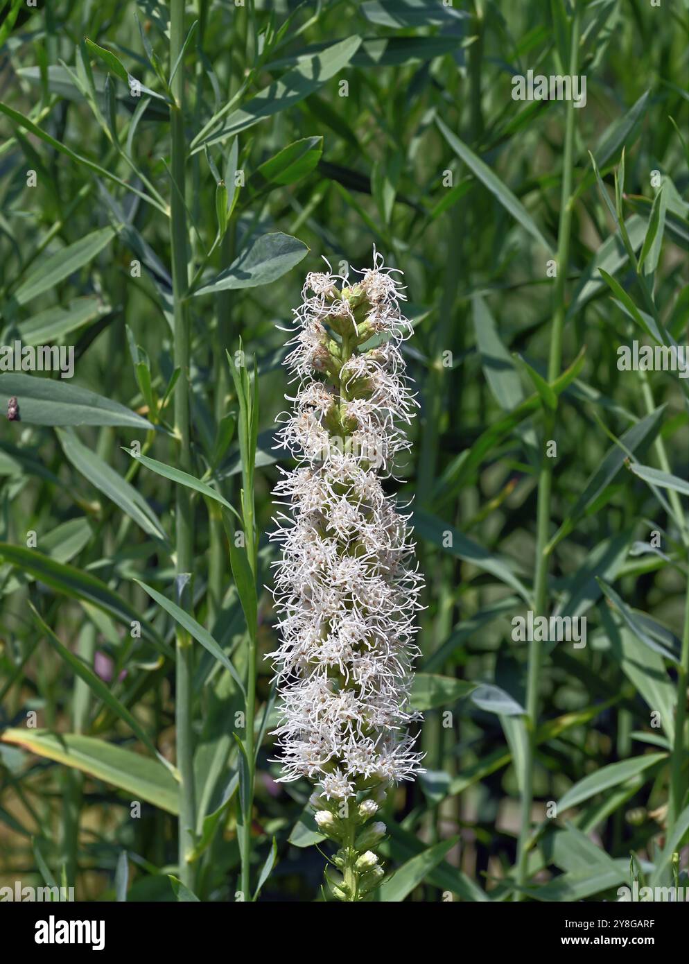 étoile flamboyante dense resp. Liatris spicata 'Floristan White' fleur en fleurs, Rhénanie, Allemagne Banque D'Images