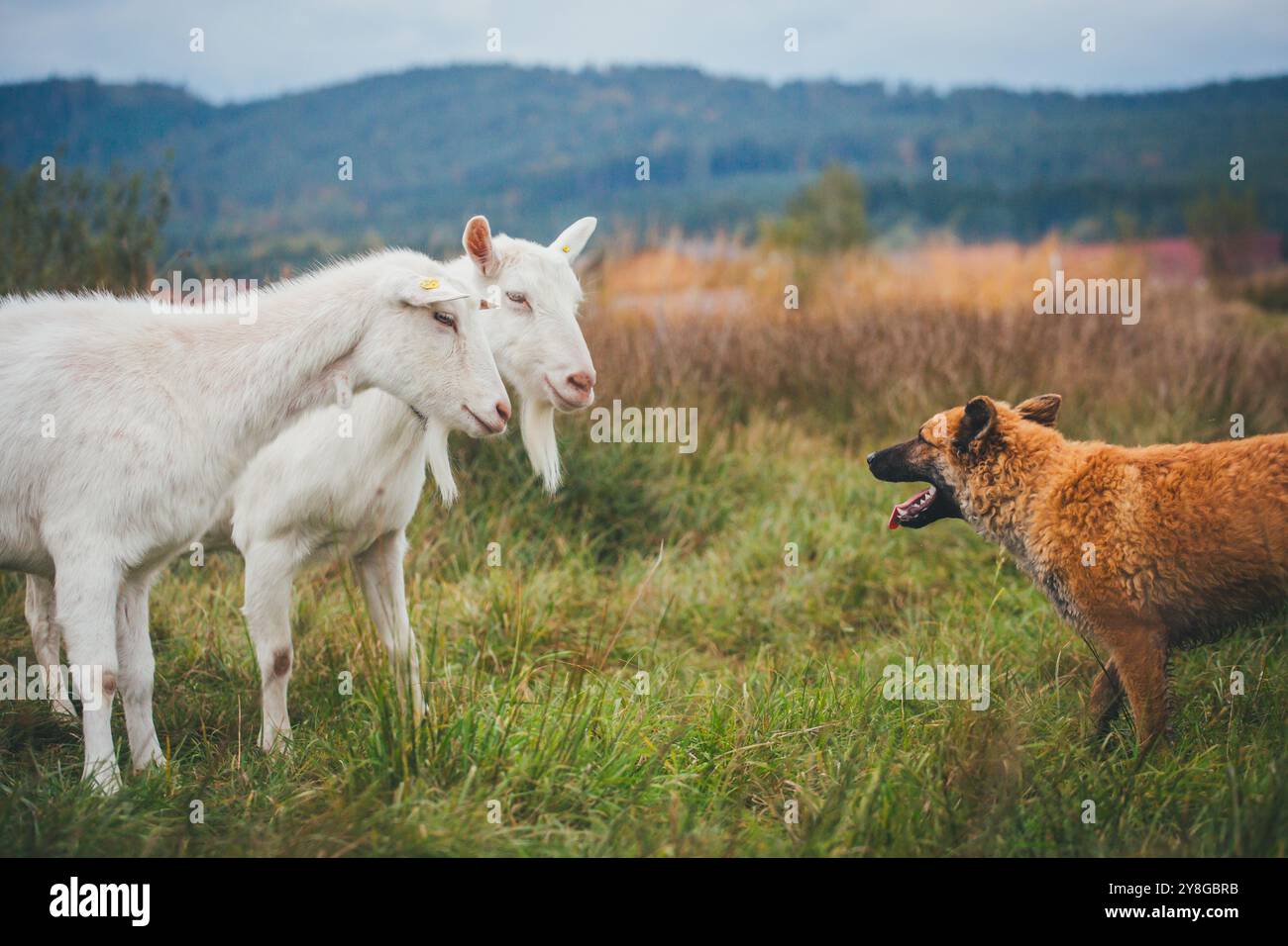 Vieux berger allemand (Westerwälder Kuhhund) élevant des chèvres Saanen Banque D'Images