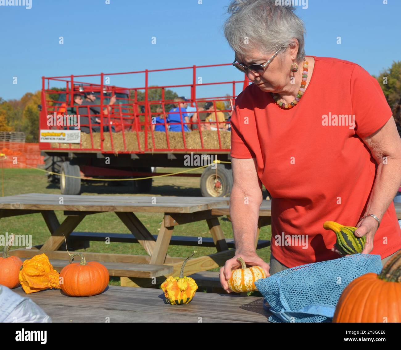 Choisir des citrouilles pour l'affichage d'halloween Banque D'Images