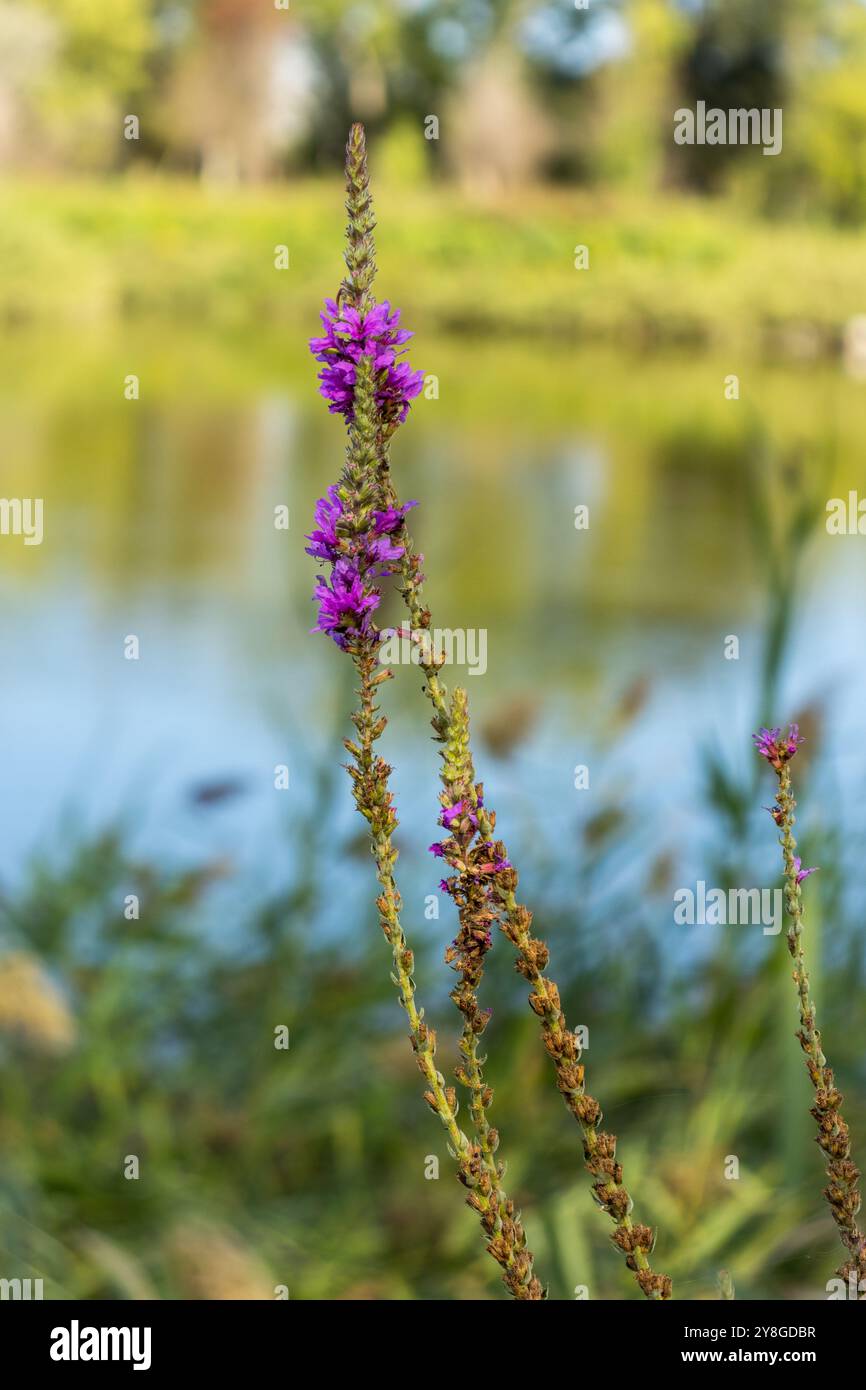 Cette image montre un gros plan d'une plante avec des fleurs violettes vibrantes sur un fond flou mettant en vedette ce qui semble être un plan d'eau Banque D'Images