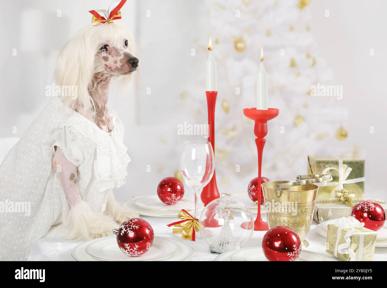 Chien Crested chinois sans poils assis à la table de vacances sur le fond de l'arbre de Noël Banque D'Images