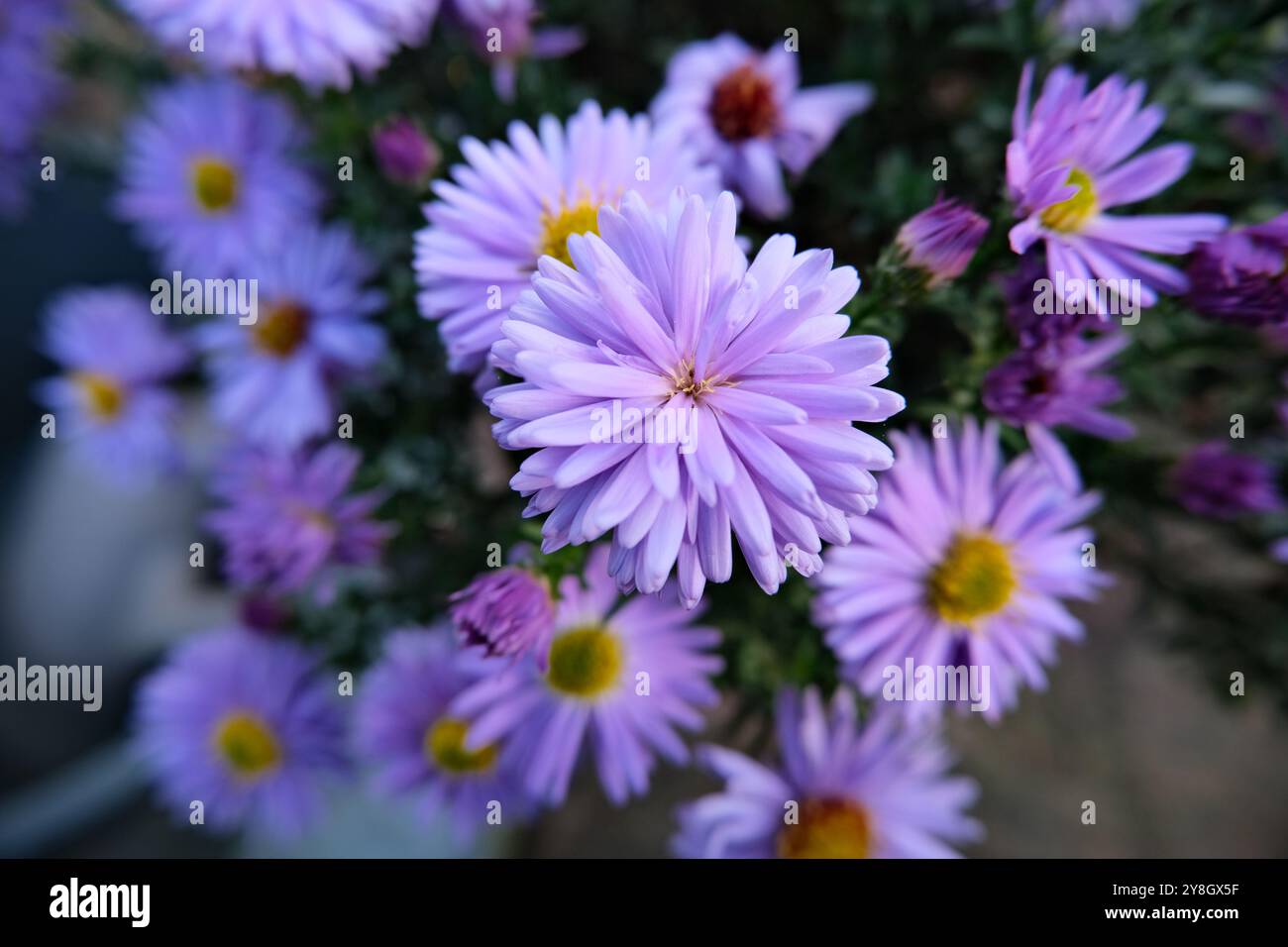 Gros plan fleur Banque D'Images