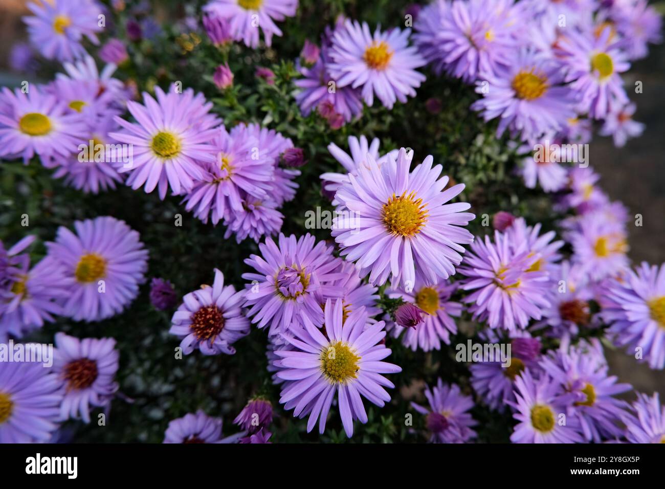 Fleurs violettes Banque D'Images