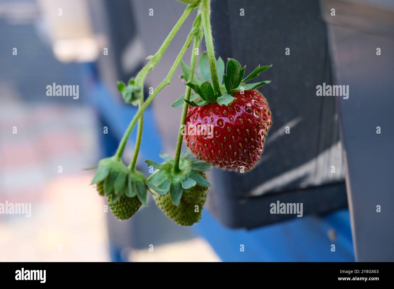 Fraises Banque D'Images