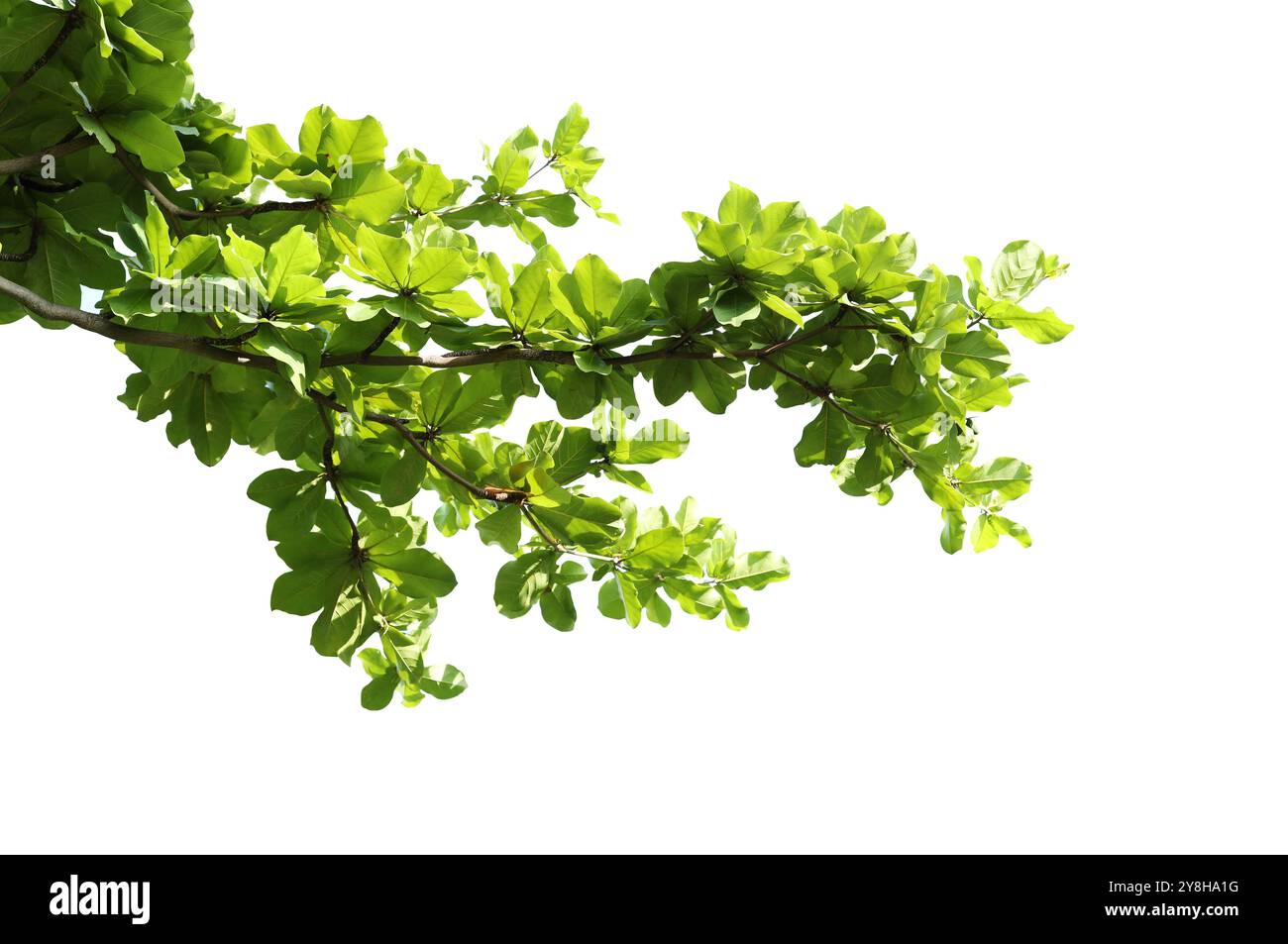 Feuilles vertes avec branche isolée sur fond blanc. Feuilles d'amande indienne. Banque D'Images