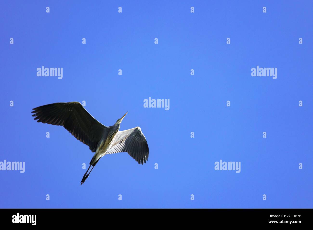 Un grand héron gris (Ardea cinerea) volant juste à travers la caméra contre un ciel bleu profond, tourné d'une perspective inhabituelle Banque D'Images