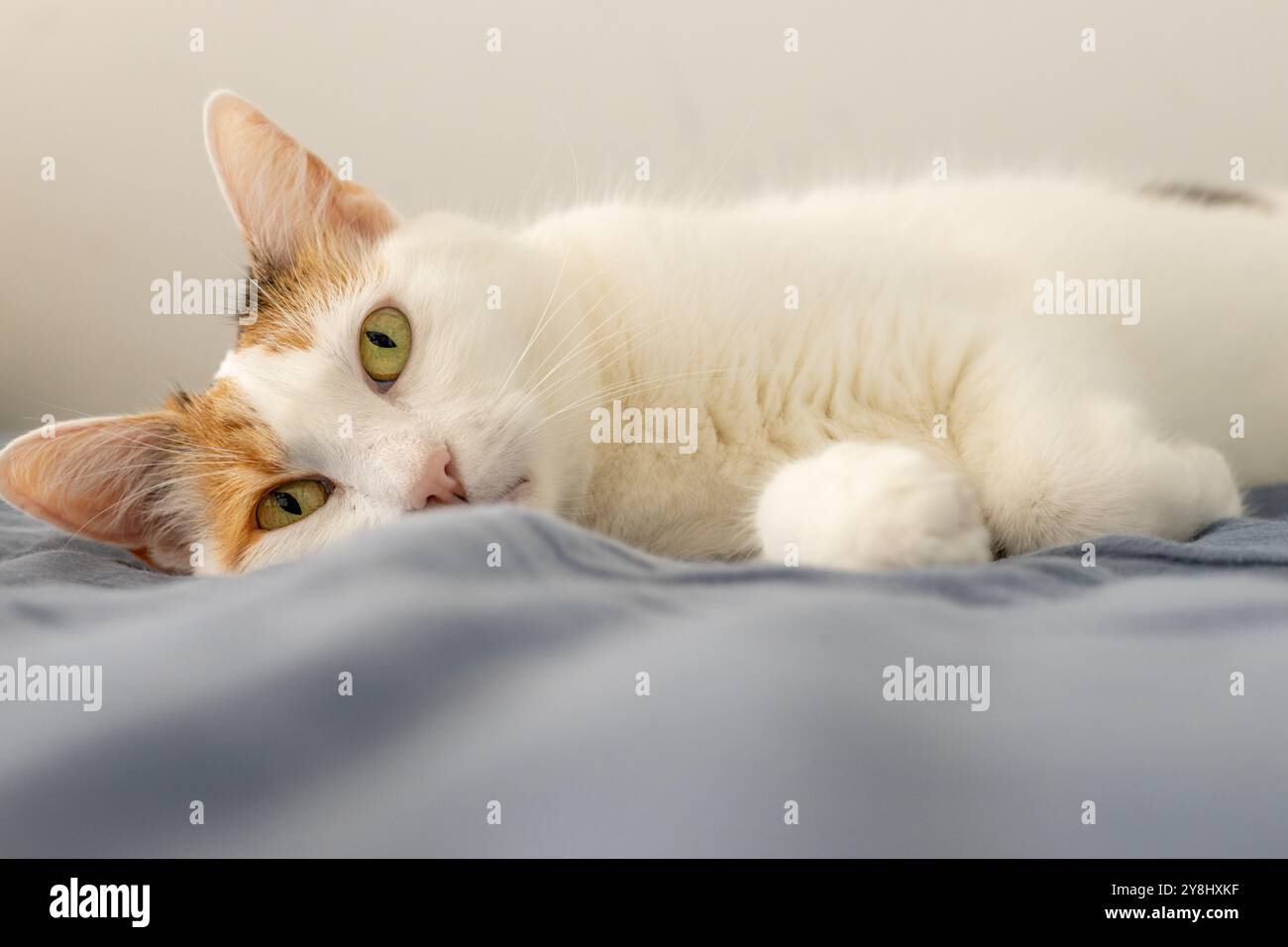 Beau chaton tricolore reposant sur le lit. Animal domestique, Sweet Kitty Banque D'Images