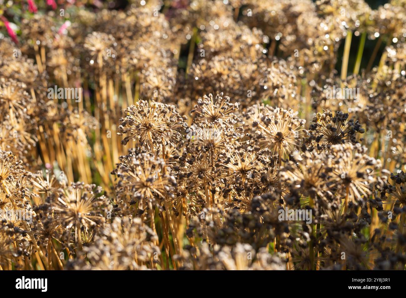 Oignon ornemental Allium 'Windy City'. Banque D'Images