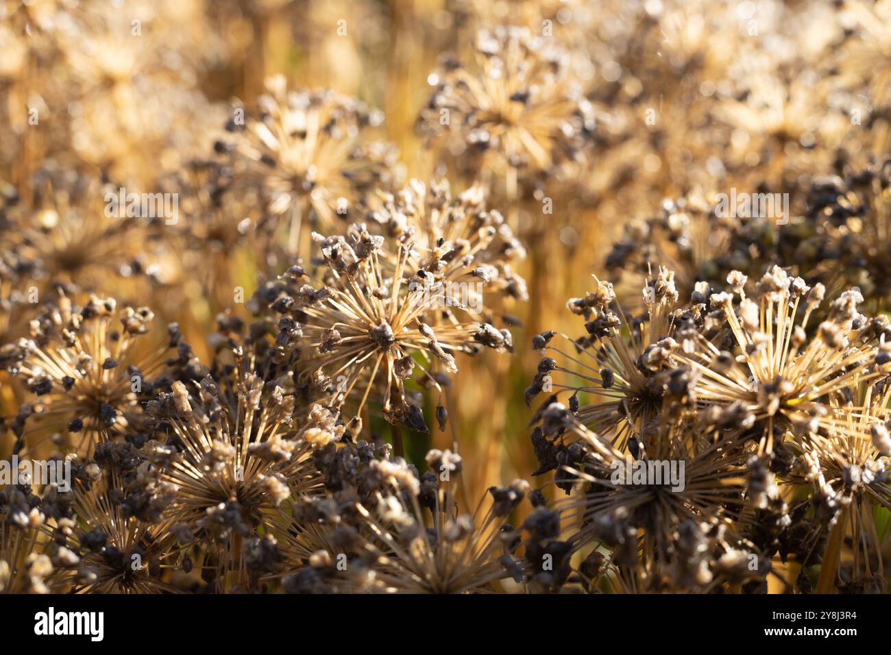 Oignon ornemental Allium 'Windy City'. Banque D'Images