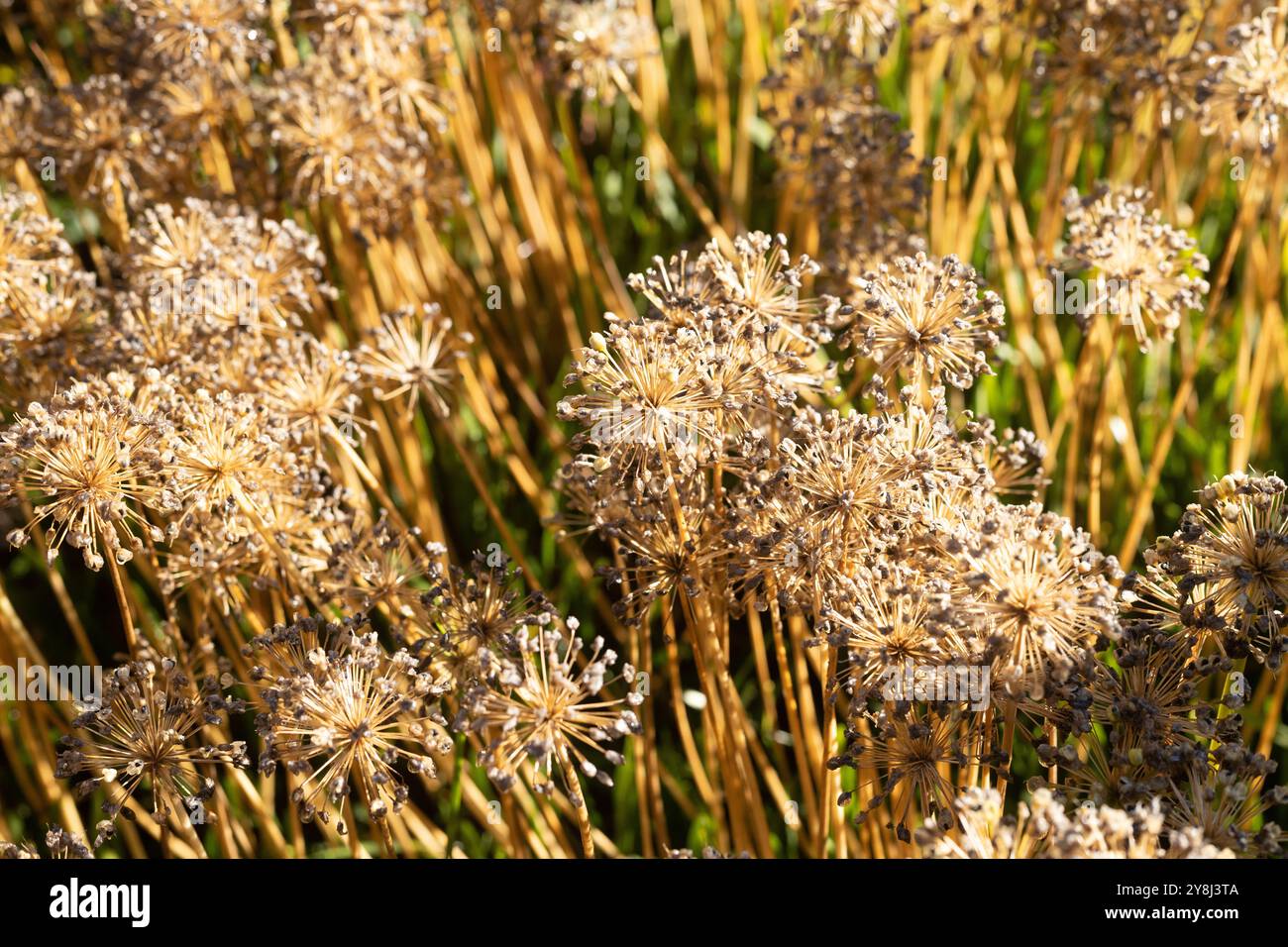 Oignon ornemental Allium 'Windy City'. Banque D'Images