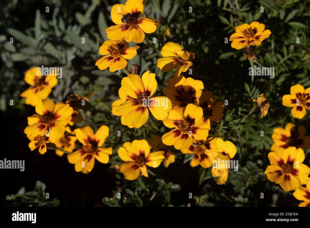 Tagetes patula 'Flamenco' fleurs de souci français. Banque D'Images