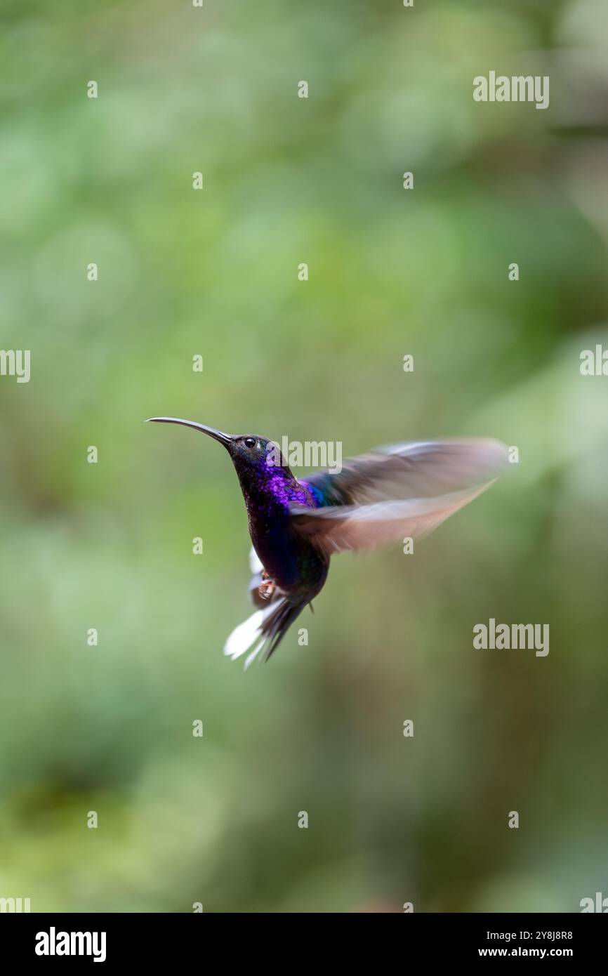 Un colibri sabreuil violet perché sur une branche au Costa Rica, mettant en valeur la diversité de la faune et des habitats naturels du pays. Banque D'Images