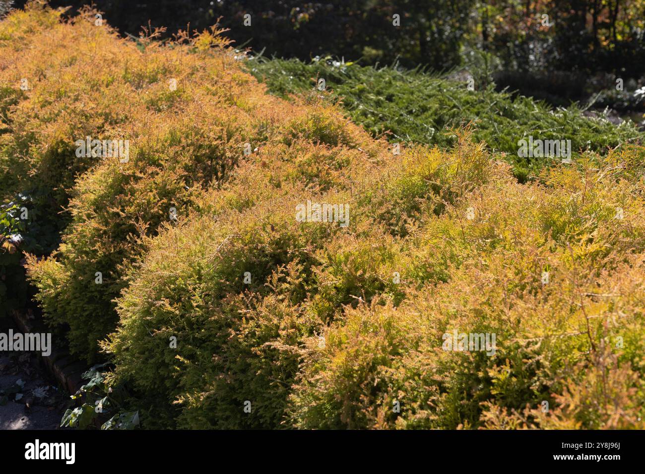 Thuja occidentalis 'Congabe' chef du feu arborvitae américain. Banque D'Images