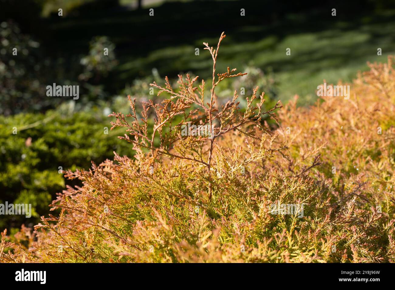 Thuja occidentalis 'Congabe' chef du feu arborvitae américain. Banque D'Images