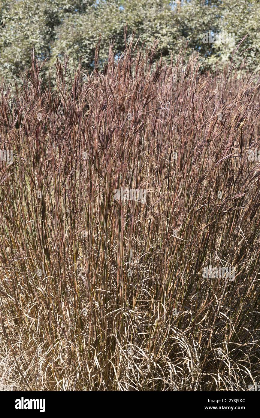 Andropogon gerardii 'Blackhawks' grande herbe bluestem. Banque D'Images