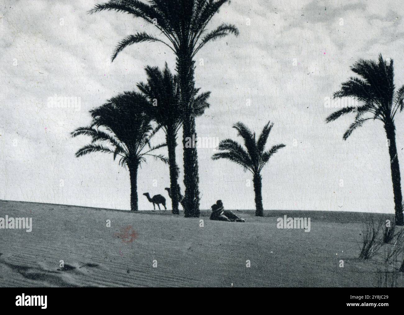 Désert de Libye 1942 - désert libyen avec palmiers et bédouins Banque D'Images