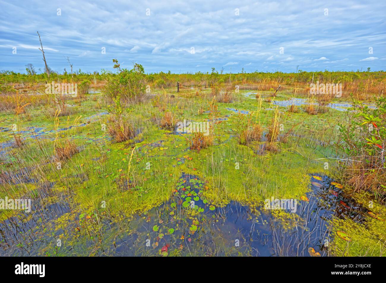 Ouvrir des marais dans le sud profond dans le refuge national de faune Okefenokee en Géorgie Banque D'Images