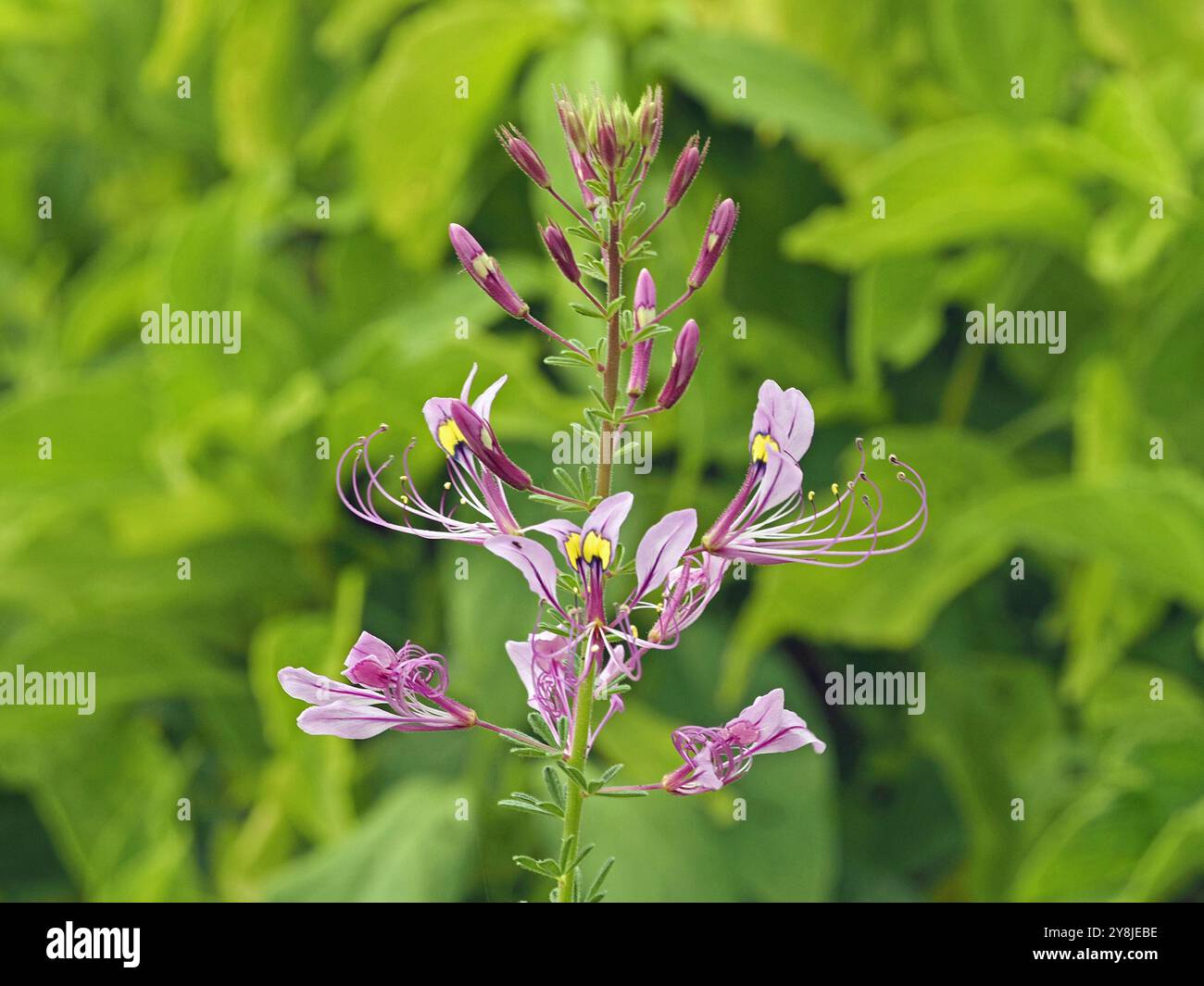 délicates fleurs sauvages mauves violettes - tache jaune vif sur le pétale central - longues étamines violettes pourvues de pollen jaune et de folioles sur la tige verte fraîche Banque D'Images