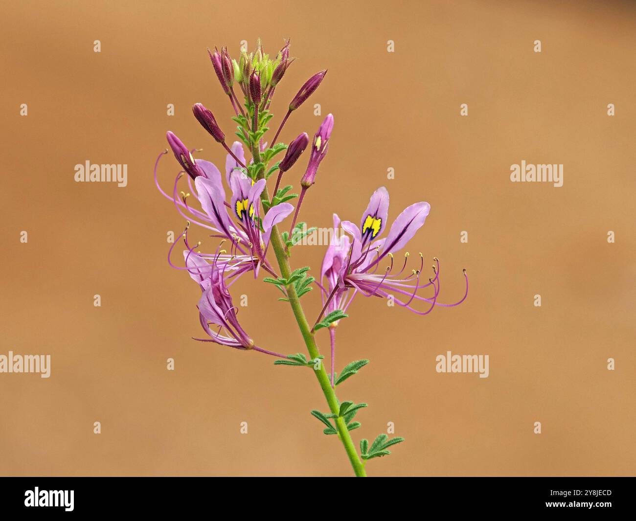 délicates fleurs sauvages mauves violettes - tache jaune vif sur le pétale central - longues étamines violettes pourvues de pollen jaune et de folioles sur la tige verte fraîche Banque D'Images
