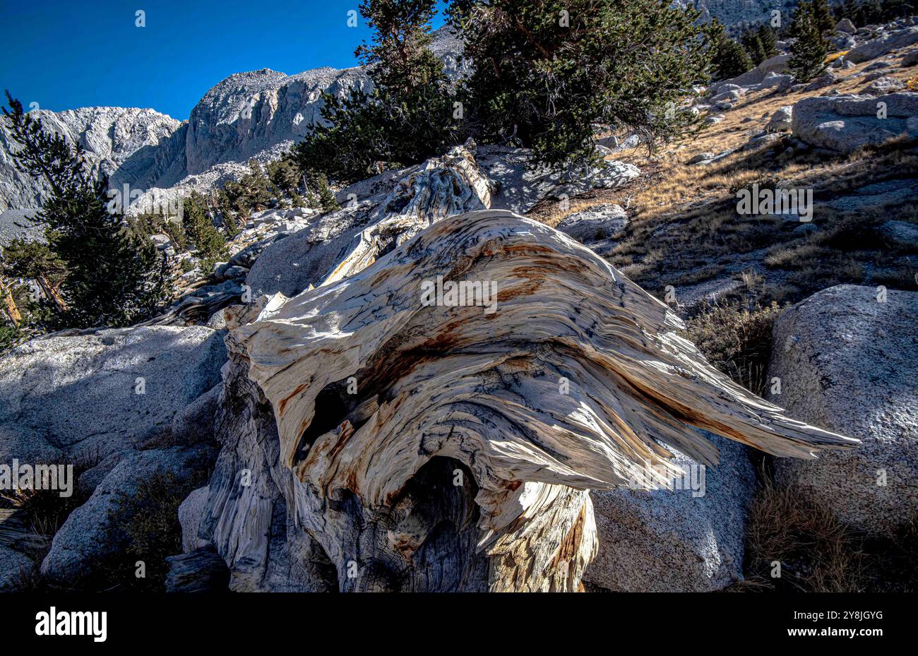 Cottonwood Lakes, Californie, États-Unis. 4 octobre 2024. Le pin Foxtail est un pin rare de haute altitude endémique de Californie, aux États-Unis. On pense que P. balfouriana peut vivre jusqu'à 3000 ans dans la Sierra Nevada, bien que l'âge le plus élevé actuellement prouvé soit 2110 ans. Qu'elles soient vivantes ou mortes, ce qui est souvent difficile à dire à la vue, ces beautés noueuses ornent le paysage du lac Cottonwood #5, le plus haut des cinq lacs, avec une altitude de 11 200 pieds, dans le bassin du lac Cottonwood. Les lacs Cottonwood sont accessibles à pied lors d'une randonnée de 10 km depuis Horseshoe Meadows. La ville la plus proche est Lon Banque D'Images