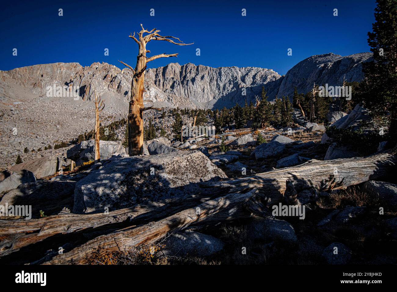 Cottonwood Lakes, Californie, États-Unis. 4 octobre 2024. Le pin Foxtail est un pin rare de haute altitude endémique de Californie, aux États-Unis. On pense que P. balfouriana peut vivre jusqu'à 3000 ans dans la Sierra Nevada, bien que l'âge le plus élevé actuellement prouvé soit 2110 ans. Qu'elles soient vivantes ou mortes, ce qui est souvent difficile à dire à la vue, ces beautés noueuses ornent le paysage du lac Cottonwood #5, le plus haut des cinq lacs, avec une altitude de 11 200 pieds, dans le bassin du lac Cottonwood. Les lacs Cottonwood sont accessibles à pied lors d'une randonnée de 10 km depuis Horseshoe Meadows. La ville la plus proche est Lon Banque D'Images