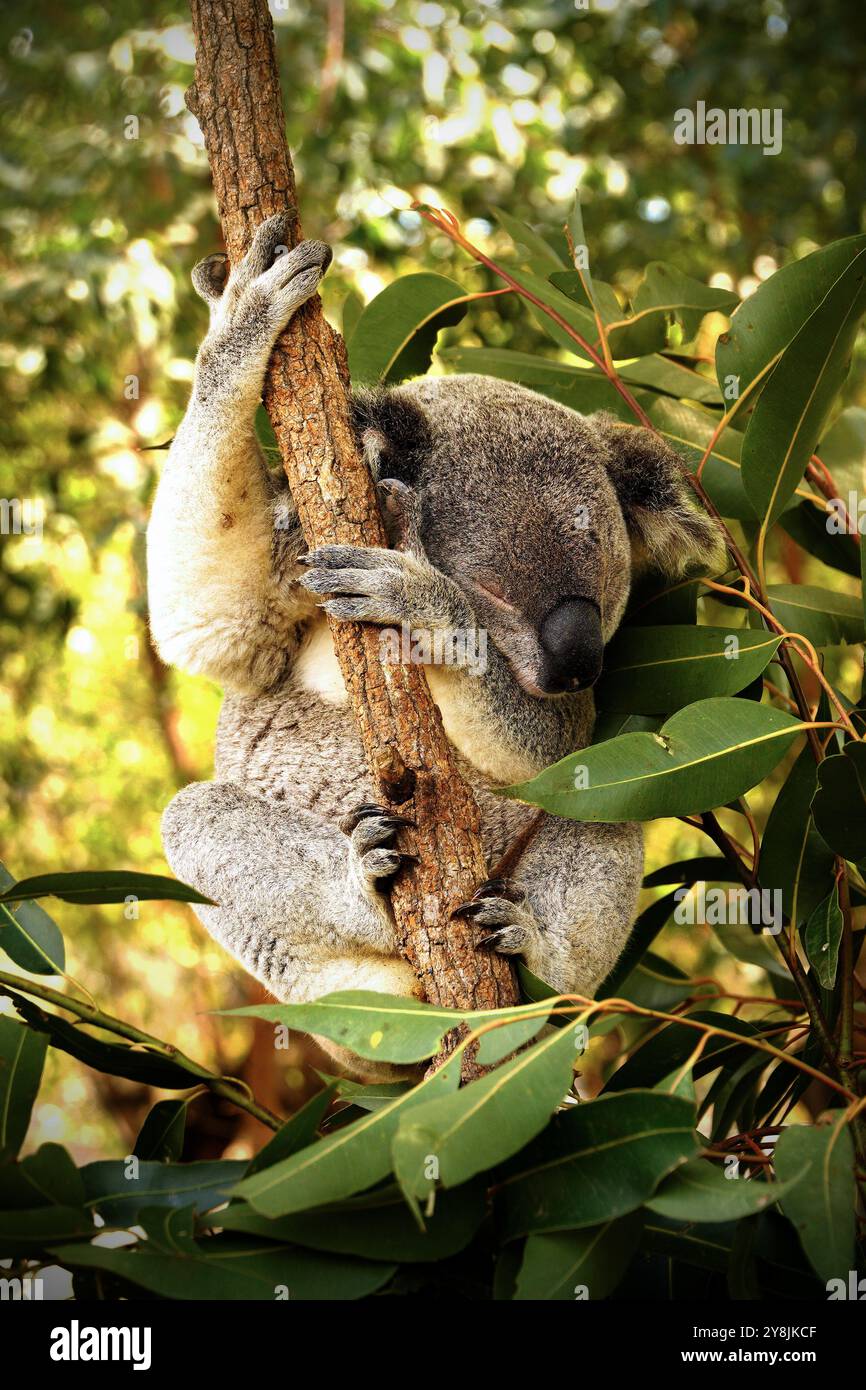 Mignon Koala dormant dans un arbre autour des feuilles d'eucalyptus. Photo prise au sanctuaire Lone Pine Koala à Brisbane au printemps 2024. Banque D'Images