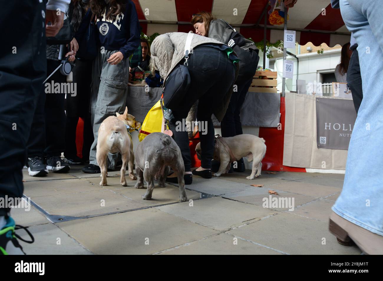 Chelsea Dog Day 5 octobre 2024 Banque D'Images