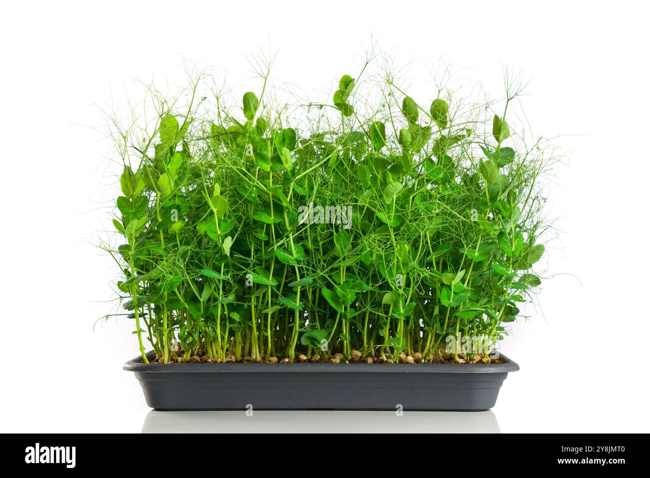 Pousses de pois verts comme microverts nutritifs poussant dans un plateau, jeunes plantes vertes vibrantes sur fond blanc brillant de studio Banque D'Images