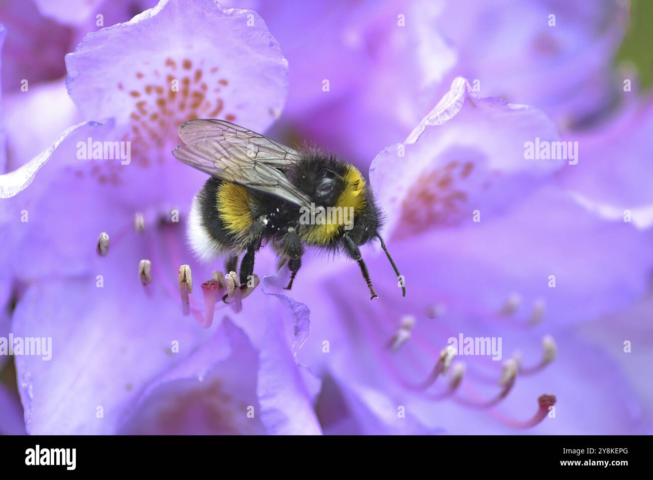 Bumblebee pollunating rose Azalias (genre Bombus) à Munich, Allemagne. Banque D'Images