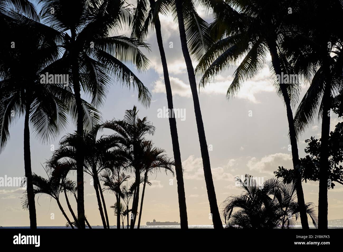 Silhouettes de palmier à Waikiki Banque D'Images