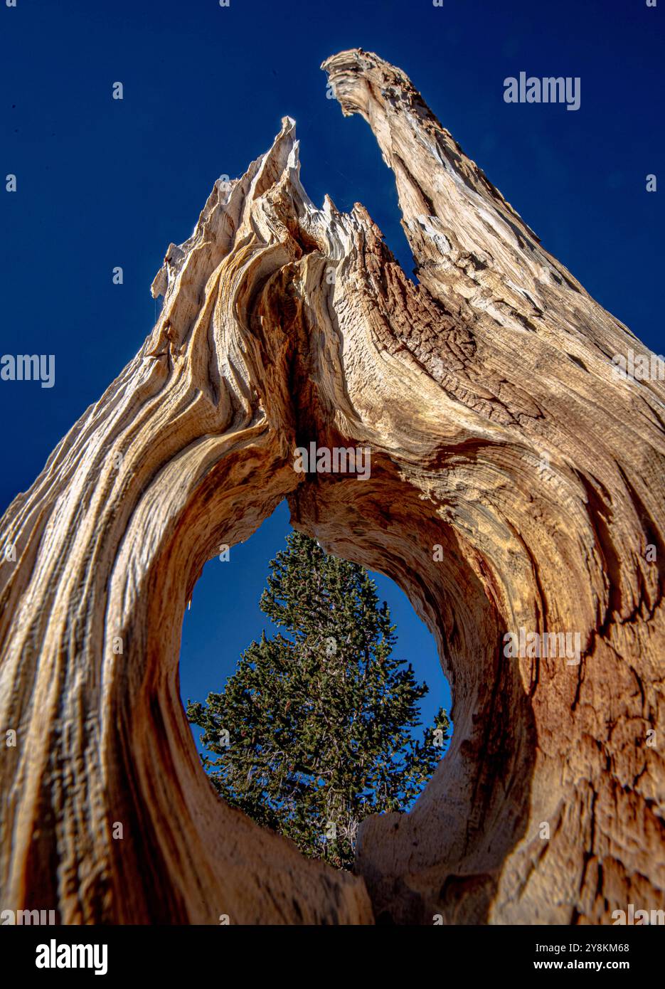 Cottonwood Lakes, Californie, États-Unis. 4 octobre 2024. Le pin Foxtail est un pin rare de haute altitude endémique de Californie, aux États-Unis. On pense que P. balfouriana peut vivre jusqu'à 3000 ans dans la Sierra Nevada, bien que l'âge le plus élevé actuellement prouvé soit 2110 ans. Qu'elles soient vivantes ou mortes, ce qui est souvent difficile à dire à la vue, ces beautés noueuses ornent le paysage du lac Cottonwood #5, le plus haut des cinq lacs, avec une altitude de 11 200 pieds, dans le bassin du lac Cottonwood. Les lacs Cottonwood sont accessibles à pied lors d'une randonnée de 10 km depuis Horseshoe Meadows. La ville la plus proche est Lon Banque D'Images