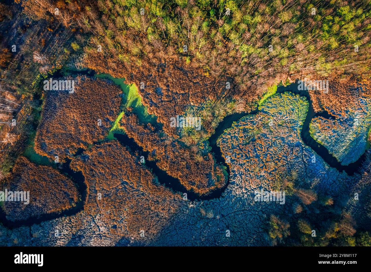 Vue de dessus du marais brun en automne, vue d'en haut, Europe Banque D'Images