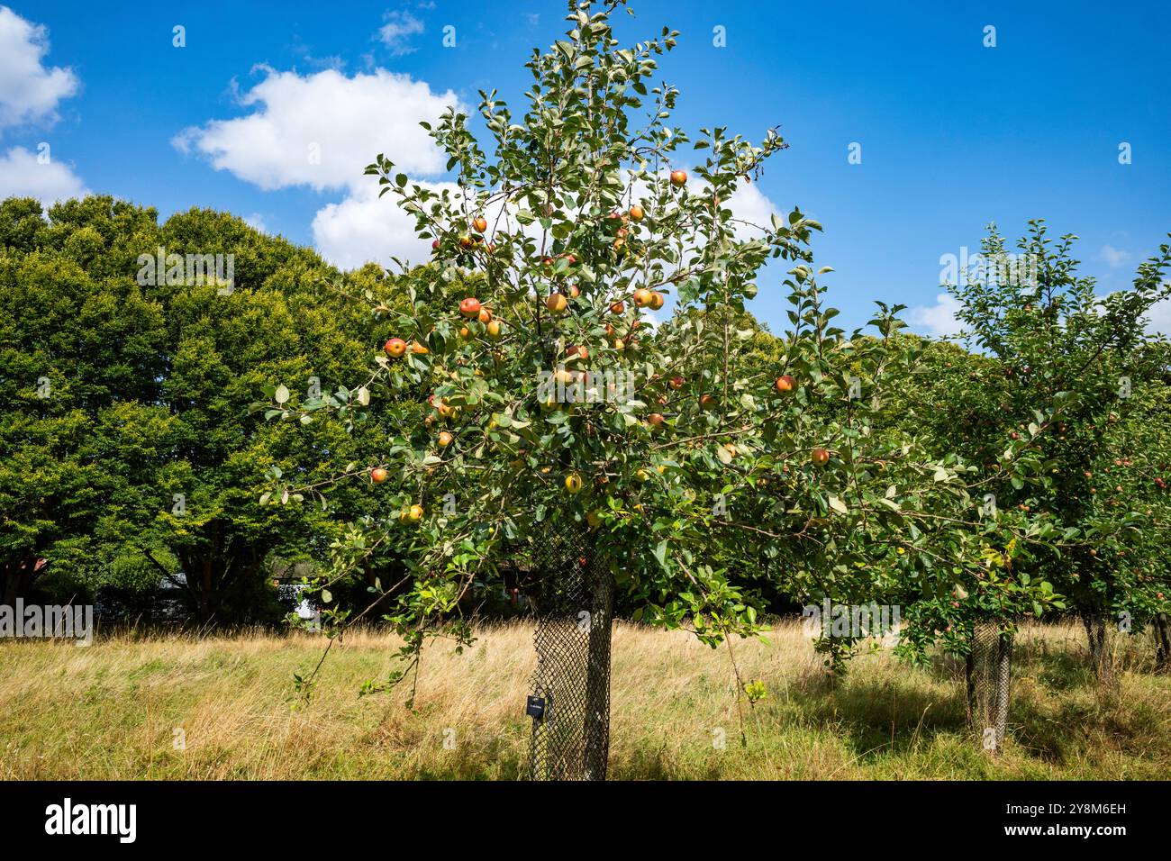 James Grieve pommier Banque D'Images