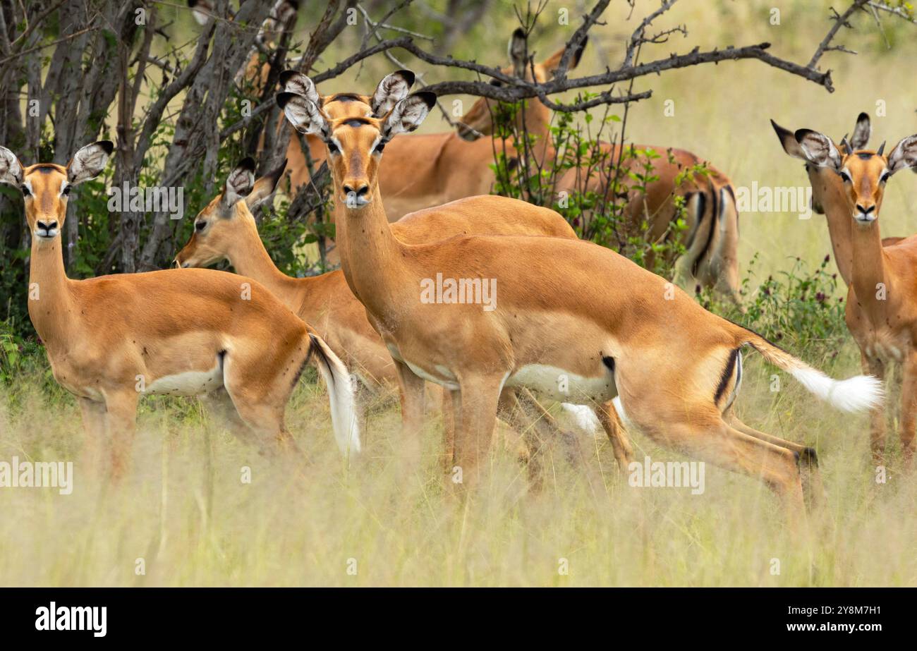 Les femelles et les jeunes Impala vivent dans des troupeaux de harem dominés par un seul mâle dominant. Ils sont une antilope adaptée à vivre en écotones, Banque D'Images