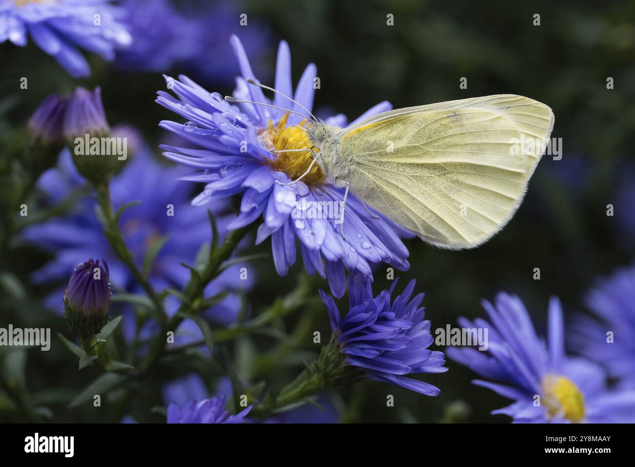 Un petit blanc (Pieris rapae) repose sur la fleur d'un aster (Aster sp.), qui est recouvert de gouttelettes d'eau, en gros plan, Hesse, Allemagne, Europe Banque D'Images